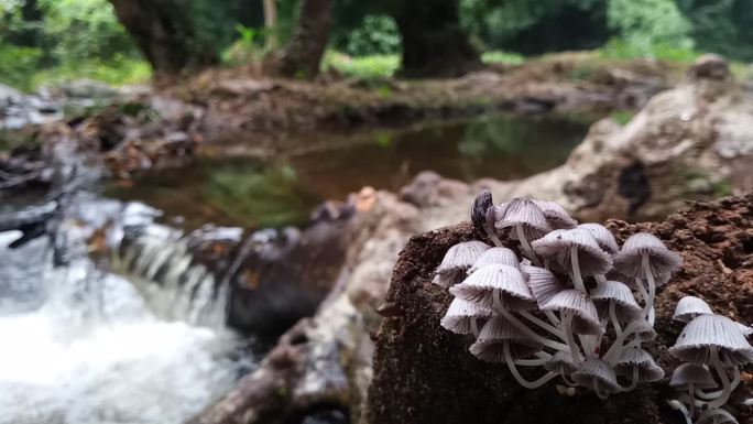 森林中溪流附近的蘑菇