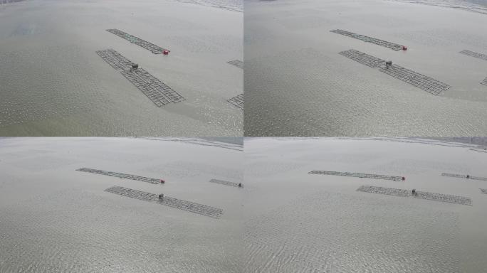 海产海蛎养殖  基地 4k 航拍 灰度