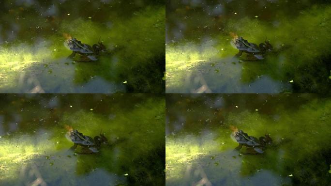 池塘里的一只青蛙绿色