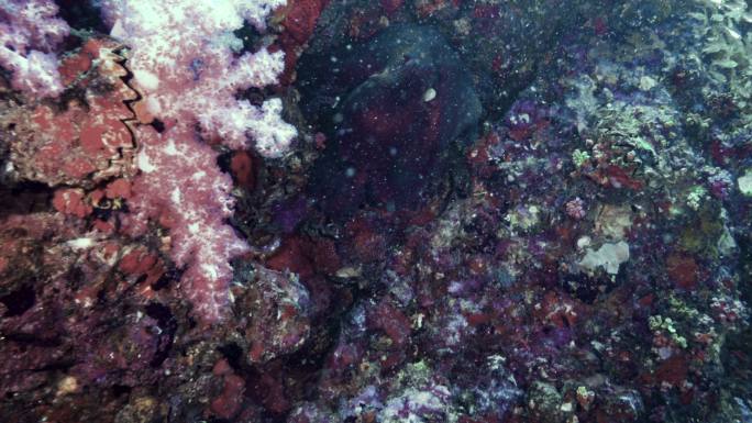 珊瑚礁章鱼在泰国海底珊瑚礁上移动