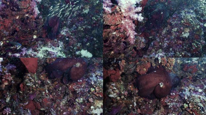 珊瑚礁章鱼在泰国海底珊瑚礁上移动