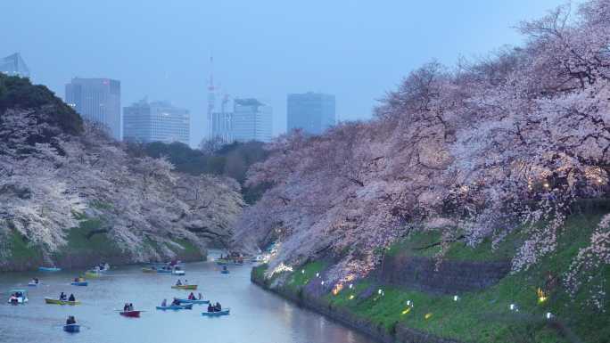 4k：日本东京千里光府池公园的樱花花瓣飘落