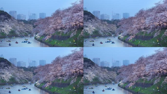 4k：日本东京千里光府池公园的樱花花瓣飘落