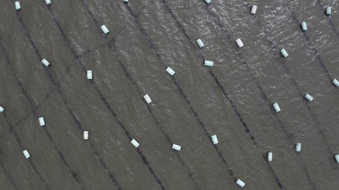 浮标海产养殖  基地 4k 航拍 灰度