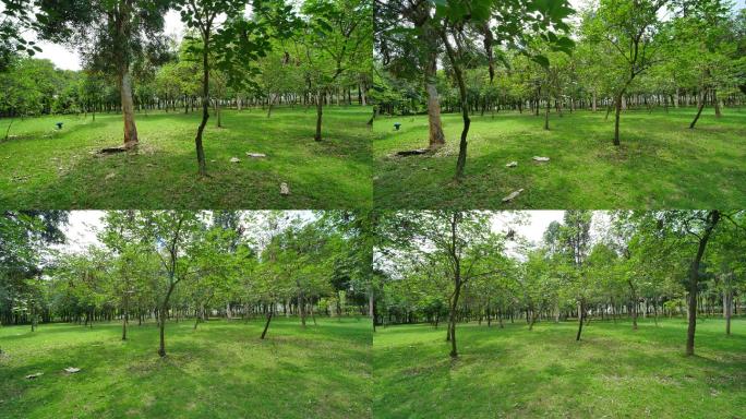 清晨植物园森林公园唯美阳光穿过小树林