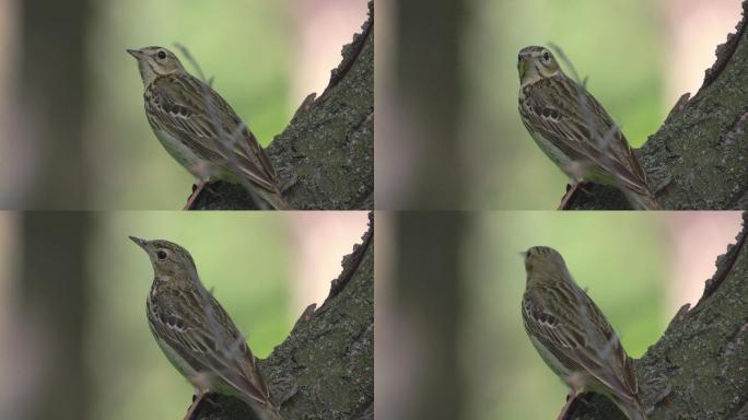 鸟树琵琶（Anthus tritilis）坐在一棵干枯的树上休息。