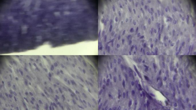 心肌细胞显微镜切片