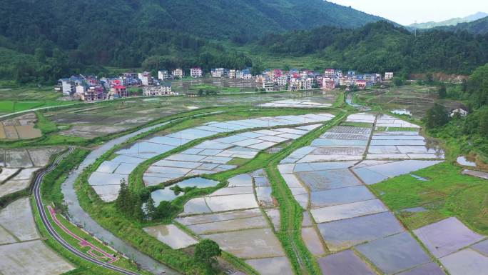 春天乡村水田