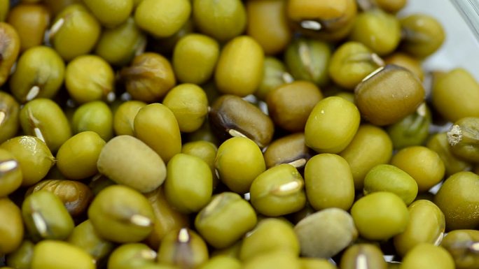俯视平移：培养皿中的绿豆种子