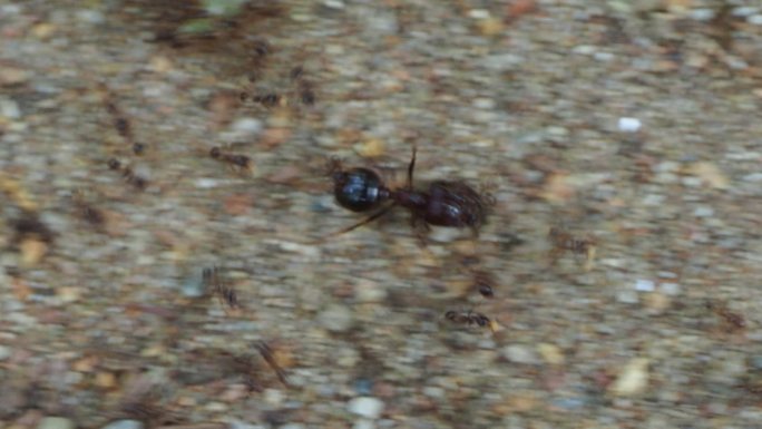 红火蚁群行走忙碌的蚂蚁