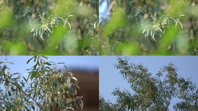 开花的沙枣树 香飘四方