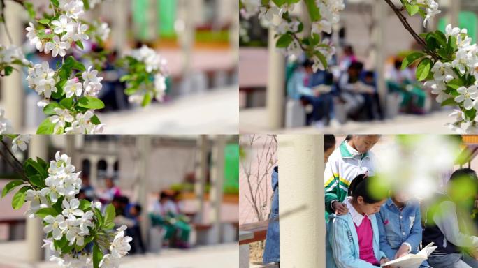 学校教育片头素材一群孩子在花下读书