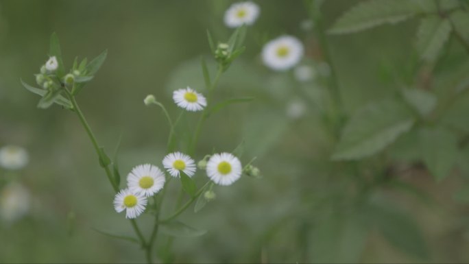 小雏菊菊花野花花丛花朵特写C016