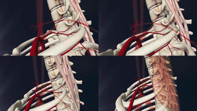 肋颈干3D动画/人体三维动画