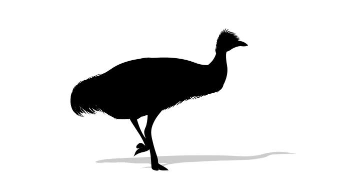 Emu运行周期小鸟鸟类仙鹤