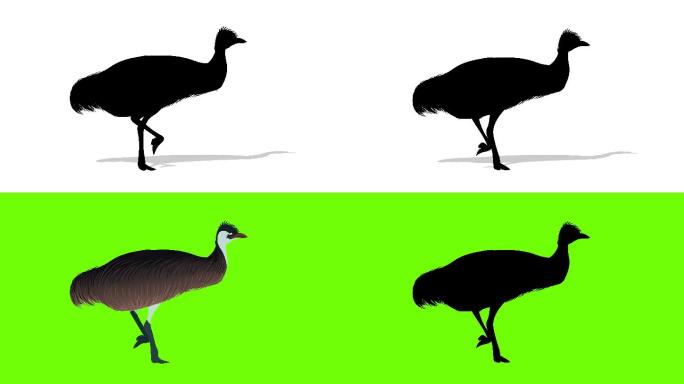 Emu运行周期小鸟鸟类仙鹤