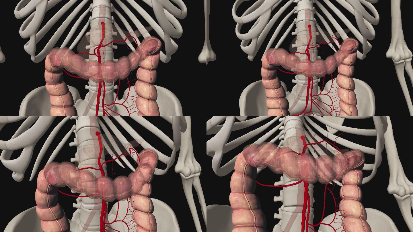 中结肠动脉3D动画/人体三维动画