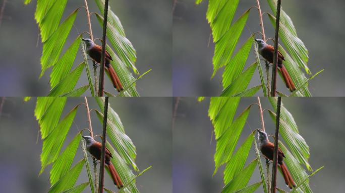 鸟类：成年雌性莱佛士马科哈（Rhinortha chlorophaea）