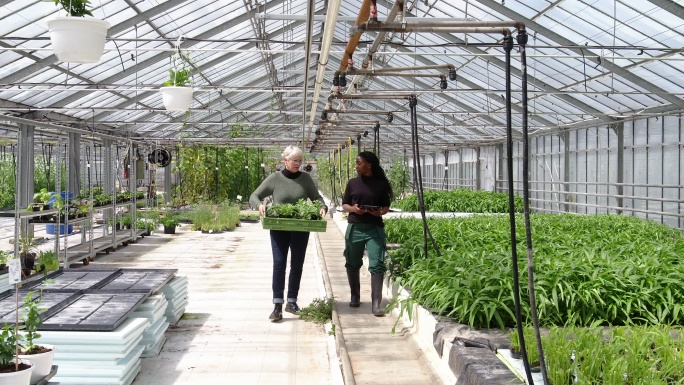 温室女园丁国外美女农业发展有机蔬菜
