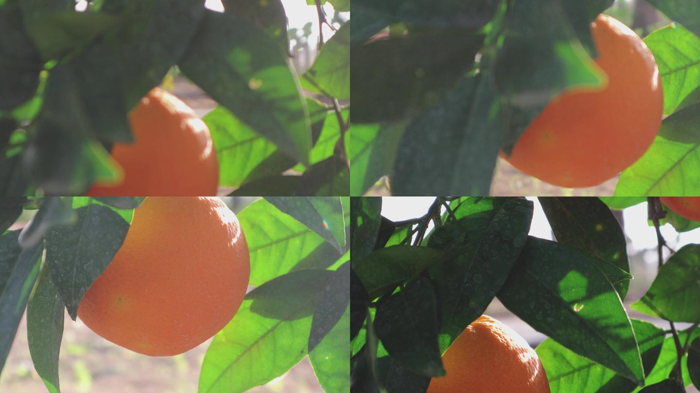 阳光明媚的天气里，树上成熟的桔子在天空中的特写镜头