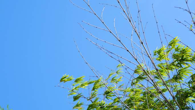 竹叶在蓝天背景下随风摇曳