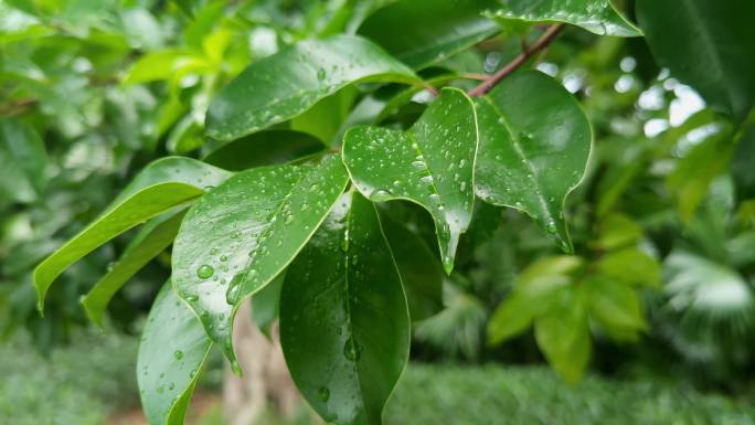 树叶绿植雨季植物久旱逢甘露