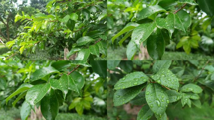 树叶绿植雨季植物久旱逢甘露