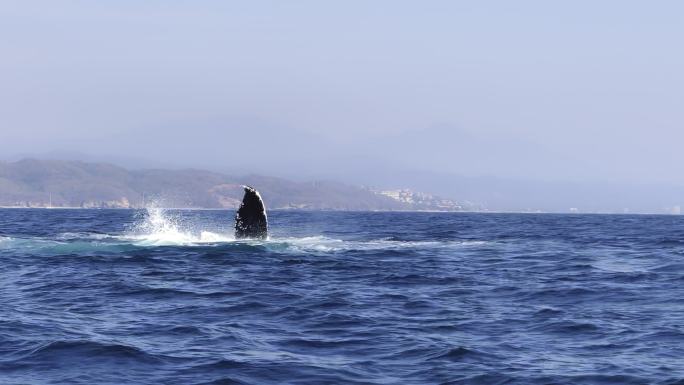 阳光明媚的日子里，墨西哥巴利亚塔港附近班代拉斯湾的座头鲸尾巴吸虫