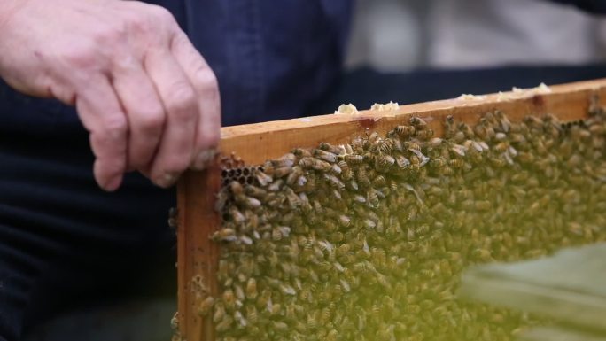 春天鲜花养蜂人蜜蜂蜂蜜割蜜