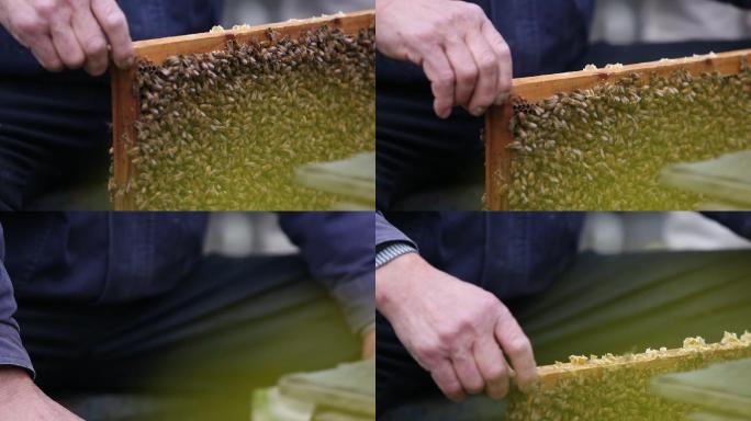 春天鲜花养蜂人蜜蜂蜂蜜割蜜
