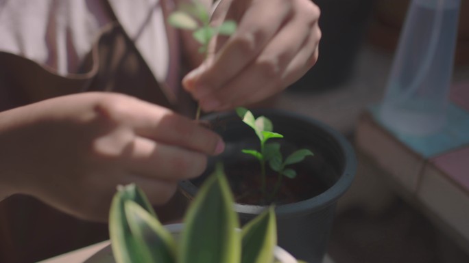 妇女手在室外转栽植物