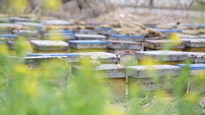 春天田野油菜花蜂箱蜜蜂蜂蜜采蜜
