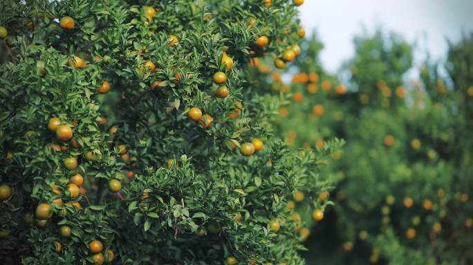 橘子树上的鲜橙农业果园果农丰收