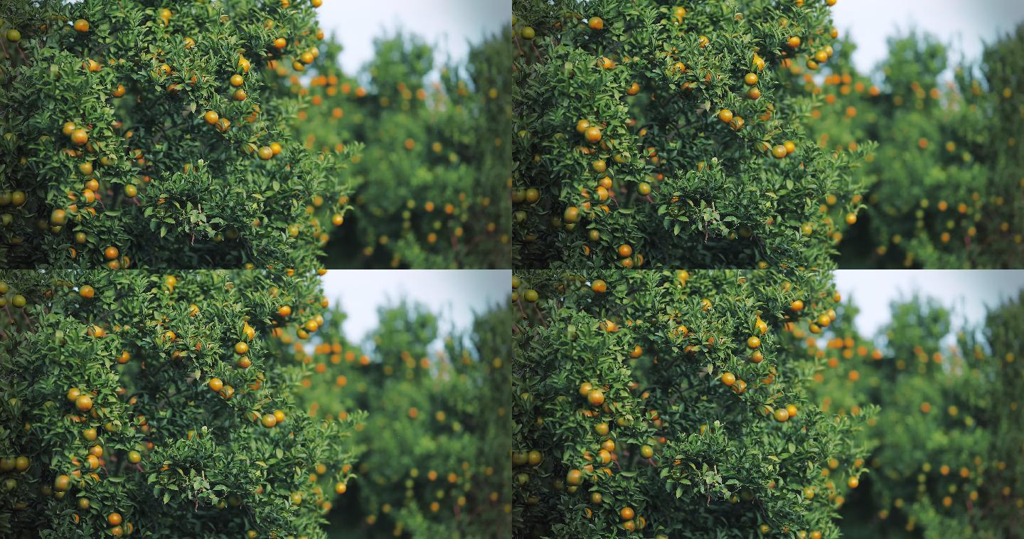 橘子树上的鲜橙农业果园果农丰收