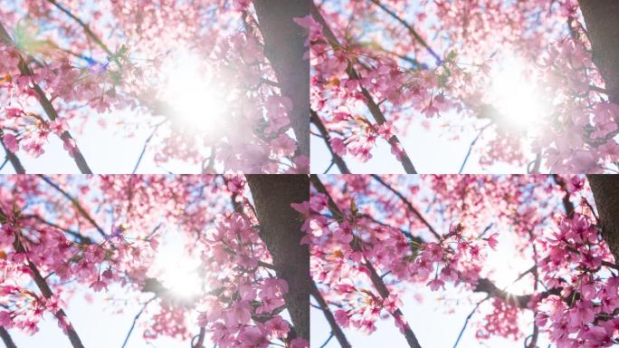 春天阳光明媚的日子里，明亮的樱花盛开
