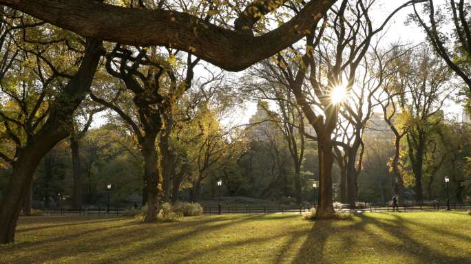 中央公园秋日出树林亲近探险树荫绿树成荫
