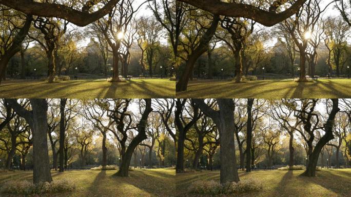 中央公园秋日出树林亲近探险树荫绿树成荫