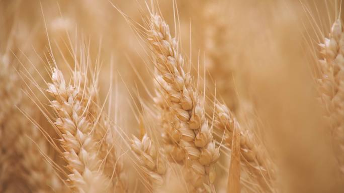 成熟的小麦丨4K丨原创视频