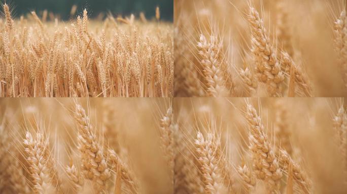 成熟的小麦丨4K丨原创视频