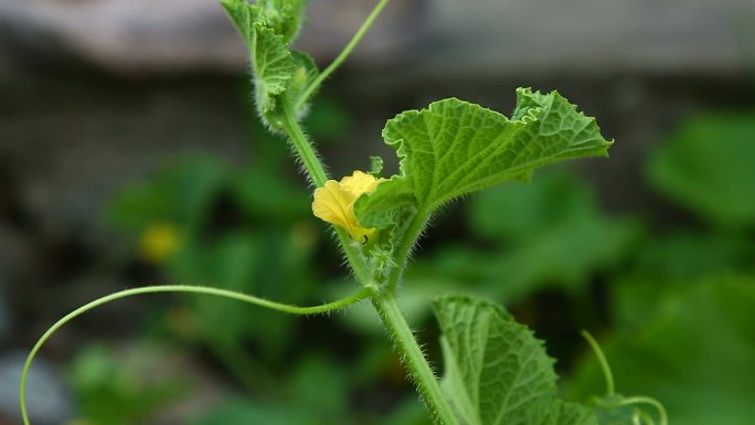 甜瓜 花朵 黄色花 葫芦科 植株