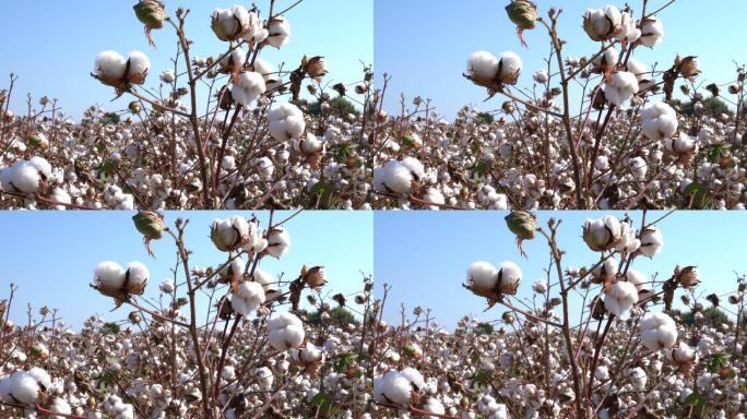 棉田棉花棉花种植基地