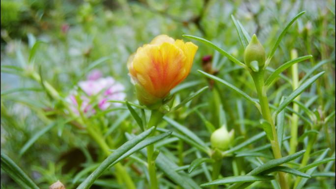 太阳花开花延时