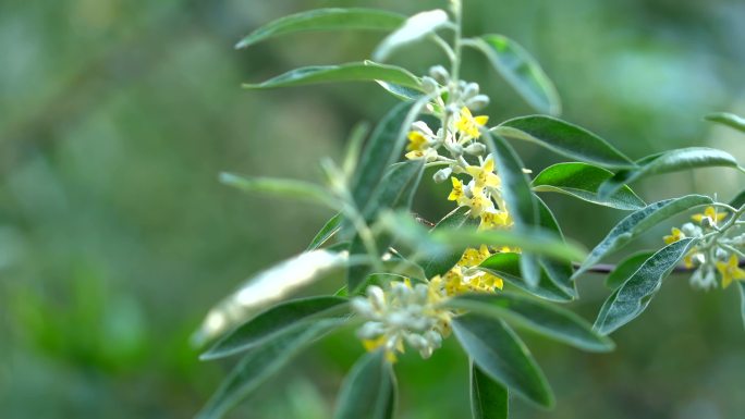 沙枣树开花沙枣花花香沁人肺腑