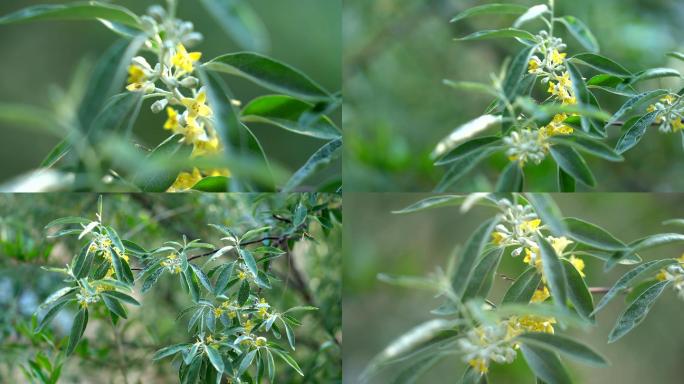 沙枣树开花沙枣花花香沁人肺腑