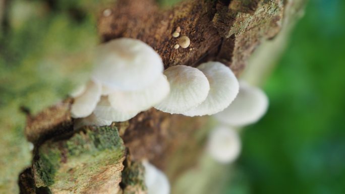 原木上的蘑菇长在树上的蘑菇野生菌白色的蘑