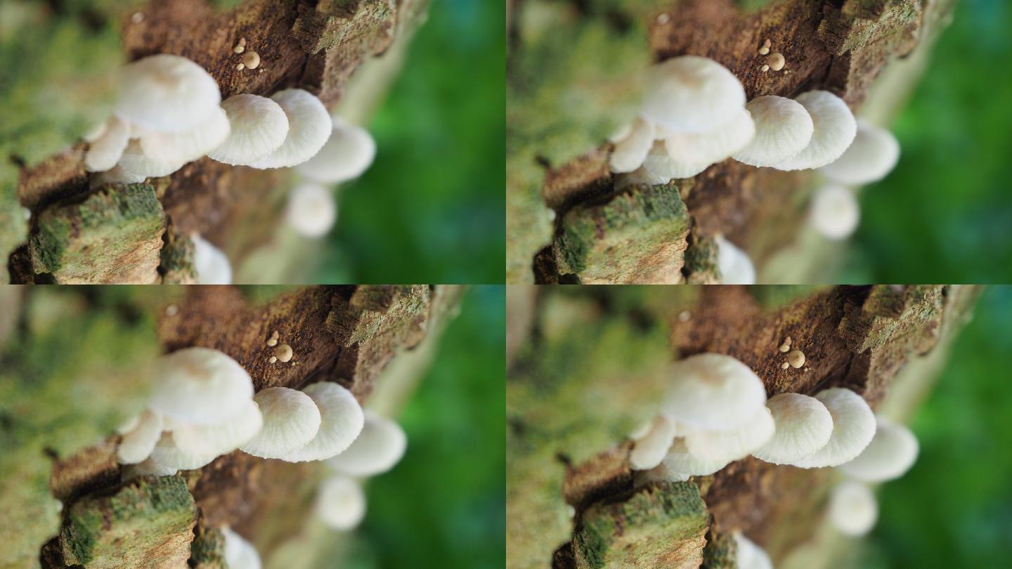 原木上的蘑菇长在树上的蘑菇野生菌白色的蘑