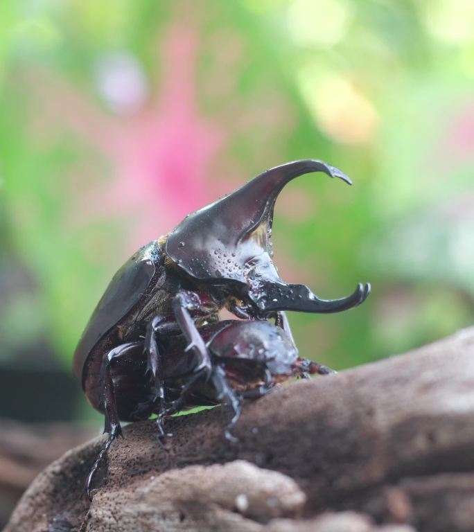 暹罗犀牛甲虫通过将生殖器官插入雌性犀牛的末端进行交配。