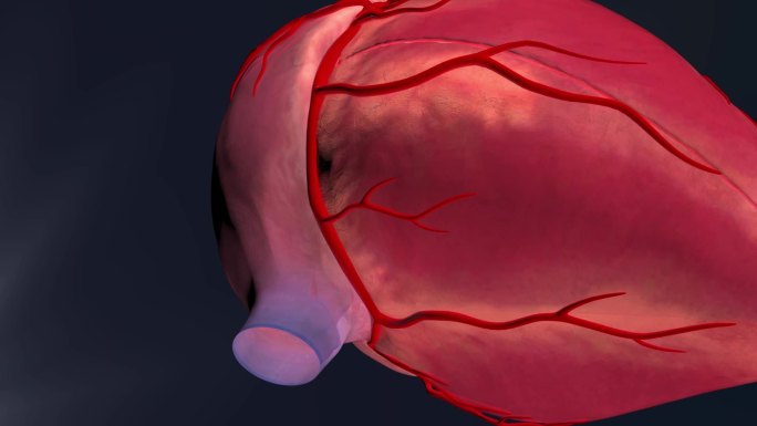 右冠状动脉3D动画/人体三维动画