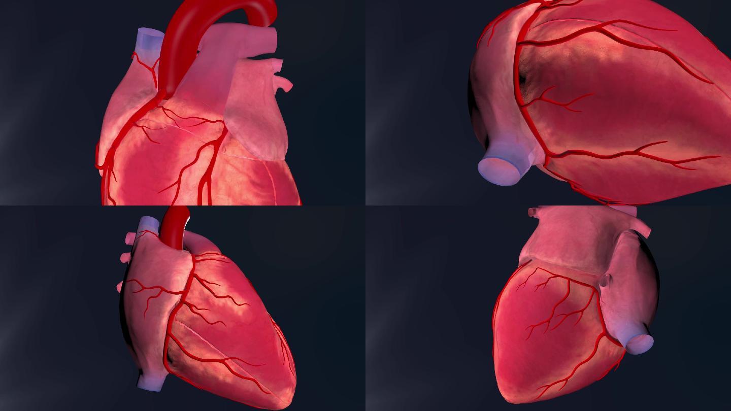 右冠状动脉3D动画/人体三维动画