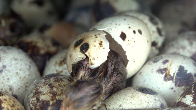 鸟出蛋鹌鹑蛋小鸟出生